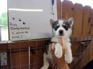 Grey and white husky