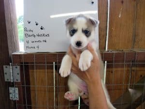 Grey and white husky