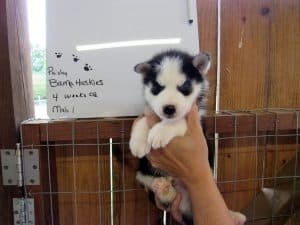 black and white husky