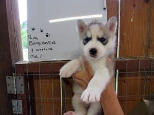 Grey and white husky