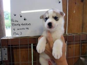 Grey and white husky