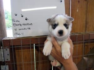 Grey and white husky