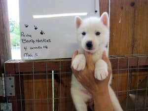 white husky