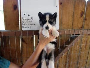 diluted black and white husky puppy
