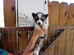 grey and white husky puppy