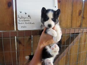 black and white husky puppy