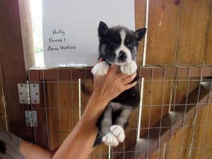 black and white siberian husky puppy