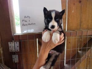 black and white siberian husky puppy