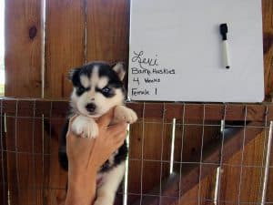 black and white husky puppies for sale