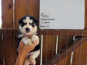 black and white husky puppies for sale