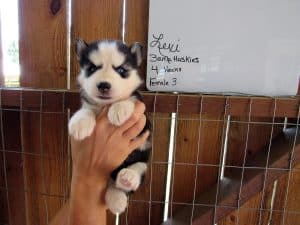 black and white husky puppies for sale