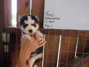 black and white husky puppies for sale