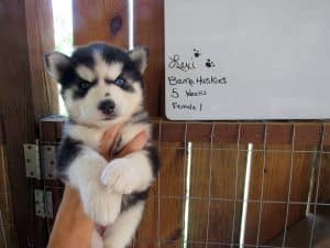 black and white Siberian akc registered husky puppy