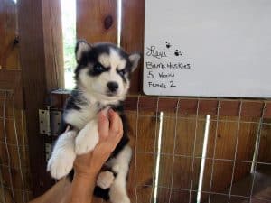 black and white Siberian akc registered husky puppy