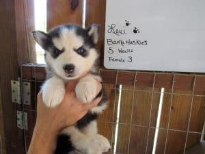 black and white Siberian akc registered husky puppy