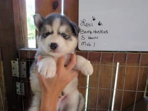 grey and white akc registered husky puppy