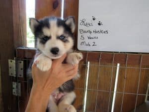 black and white Siberian akc registered husky puppy
