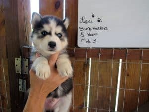 black and white Siberian akc registered husky puppy