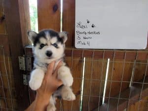 black and white Siberian akc registered husky puppy