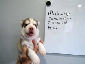 red and white husky puppy