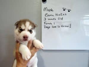 red and white female husky puppy