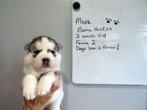 grey and white husky puppy