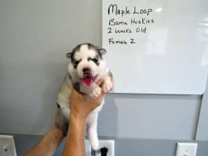 grey and white husky puppy