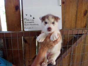 red and white husky puppy for sale