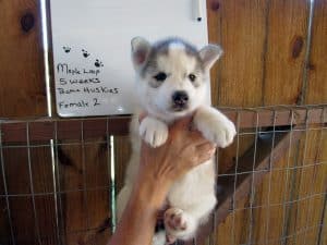 Grey and white husky puppy