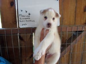white husky puppy for sale