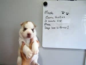 red and white female husky puppy