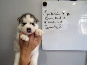 grey and white husky puppy