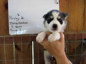 grey and white husky puppy for sale