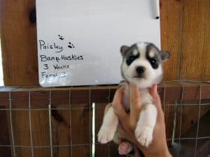 grey and white husky puppy