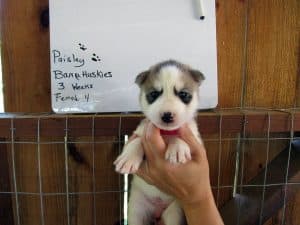 diluted black and white husky puppy for sale