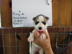 grey and white husky puppy