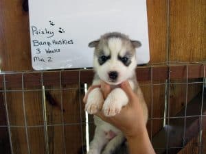 grey and white husky puppy