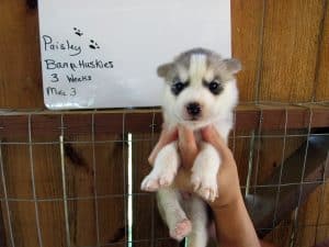grey and white husky puppy
