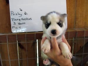 grey and white husky puppy