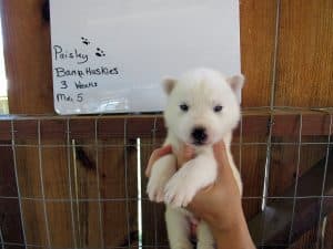 white husky puppy