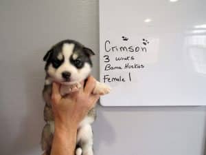 diluted black and white husky puppy