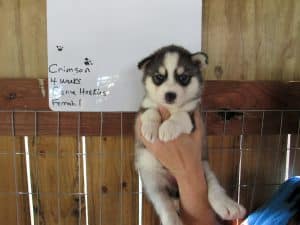 diluted black and white husky puppy