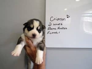 diluted black and white husky puppy