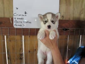grey and white husky puppy