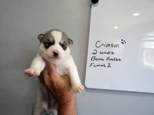 grey and white husky puppy