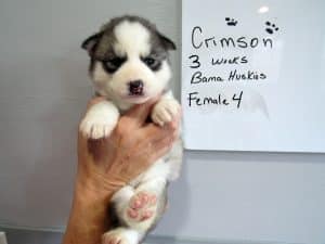grey and white husky puppy