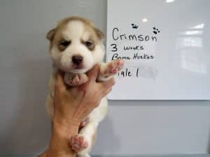 red and white husky puppy