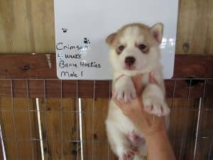 red and white husky puppy