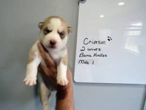 red and white husky puppy