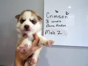 red and white husky puppy